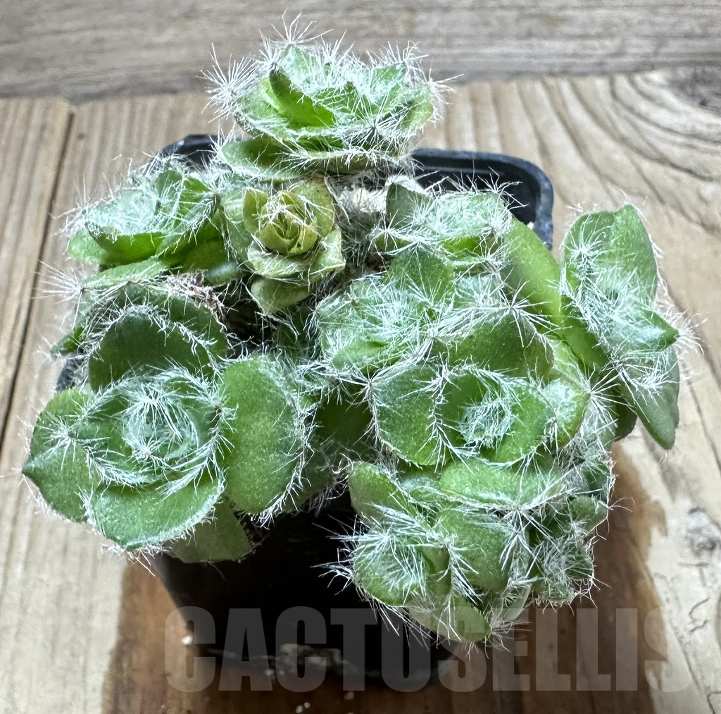 SHPR34573 Crassula barbata - immagine 2