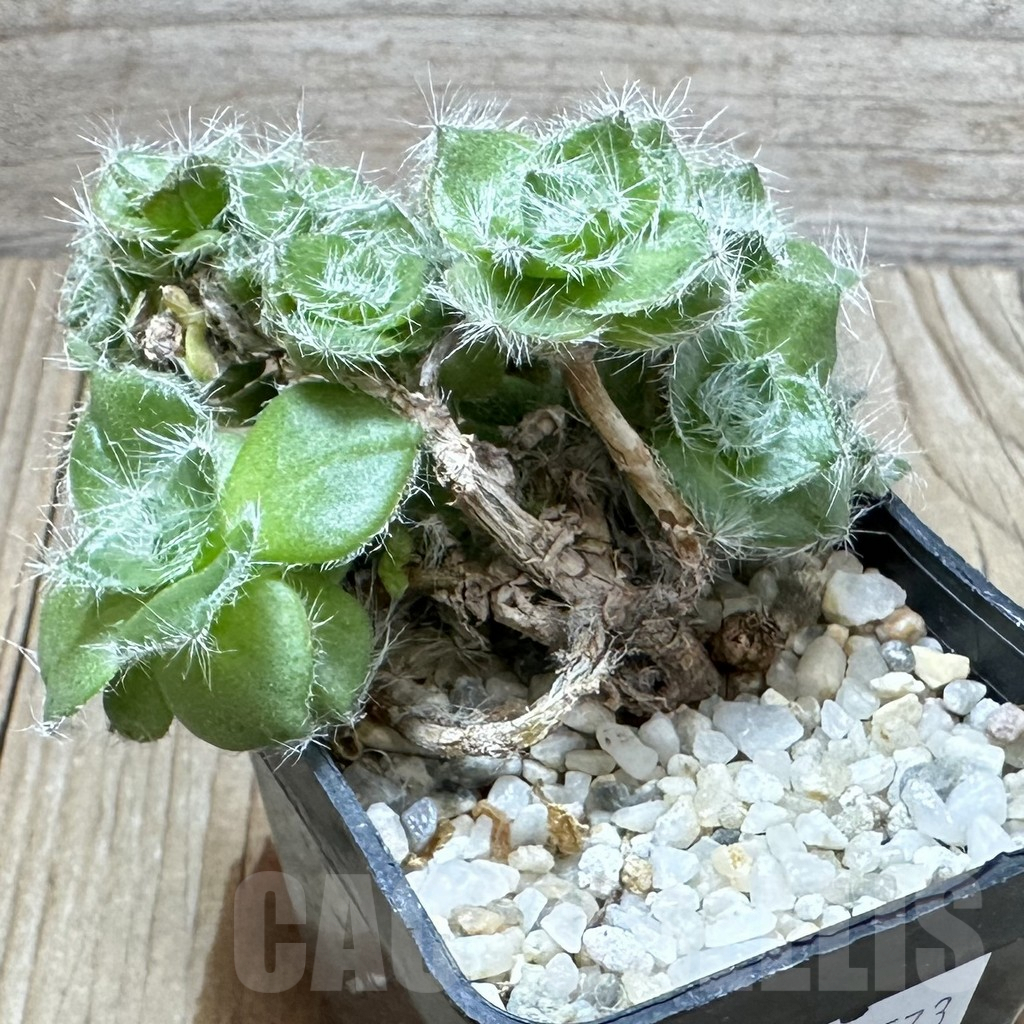 SHPR34573 Crassula barbata - immagine 3