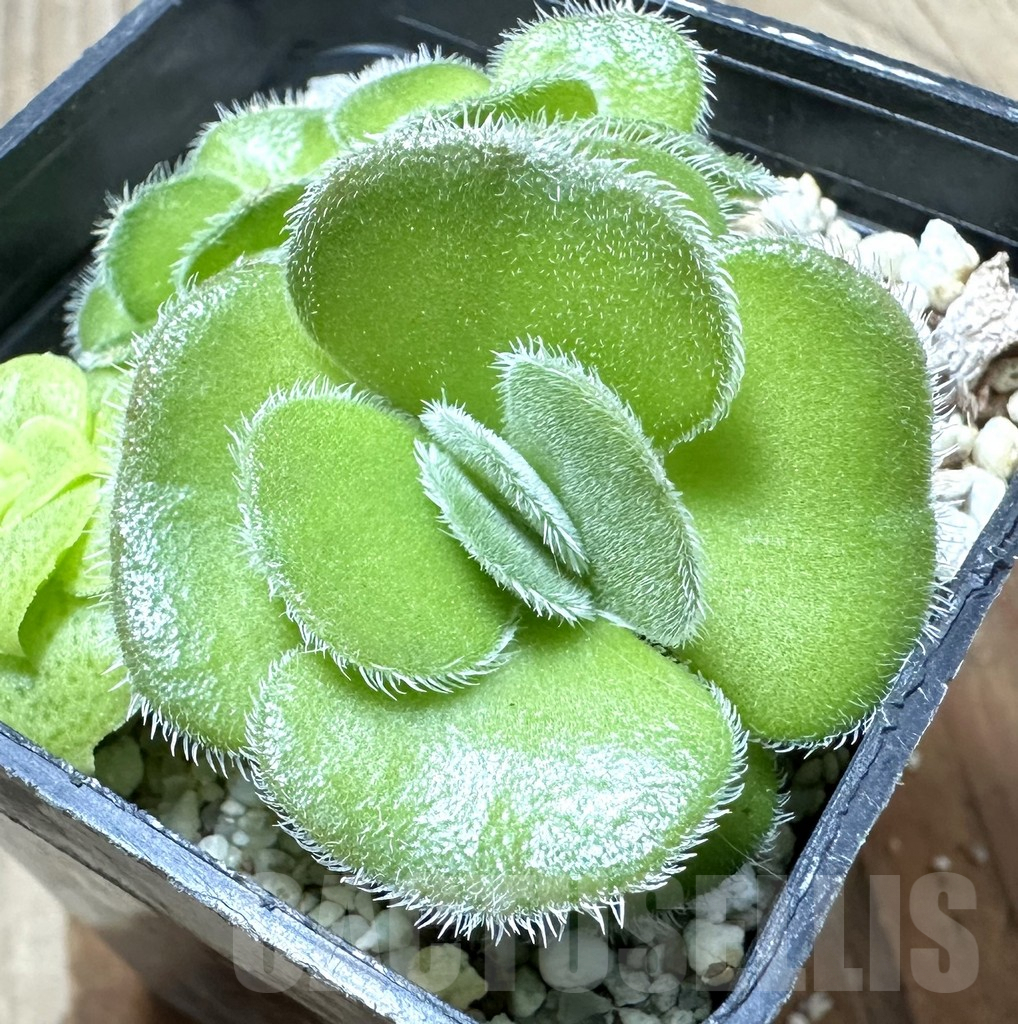 SHPR34574 Crassula tomentosa