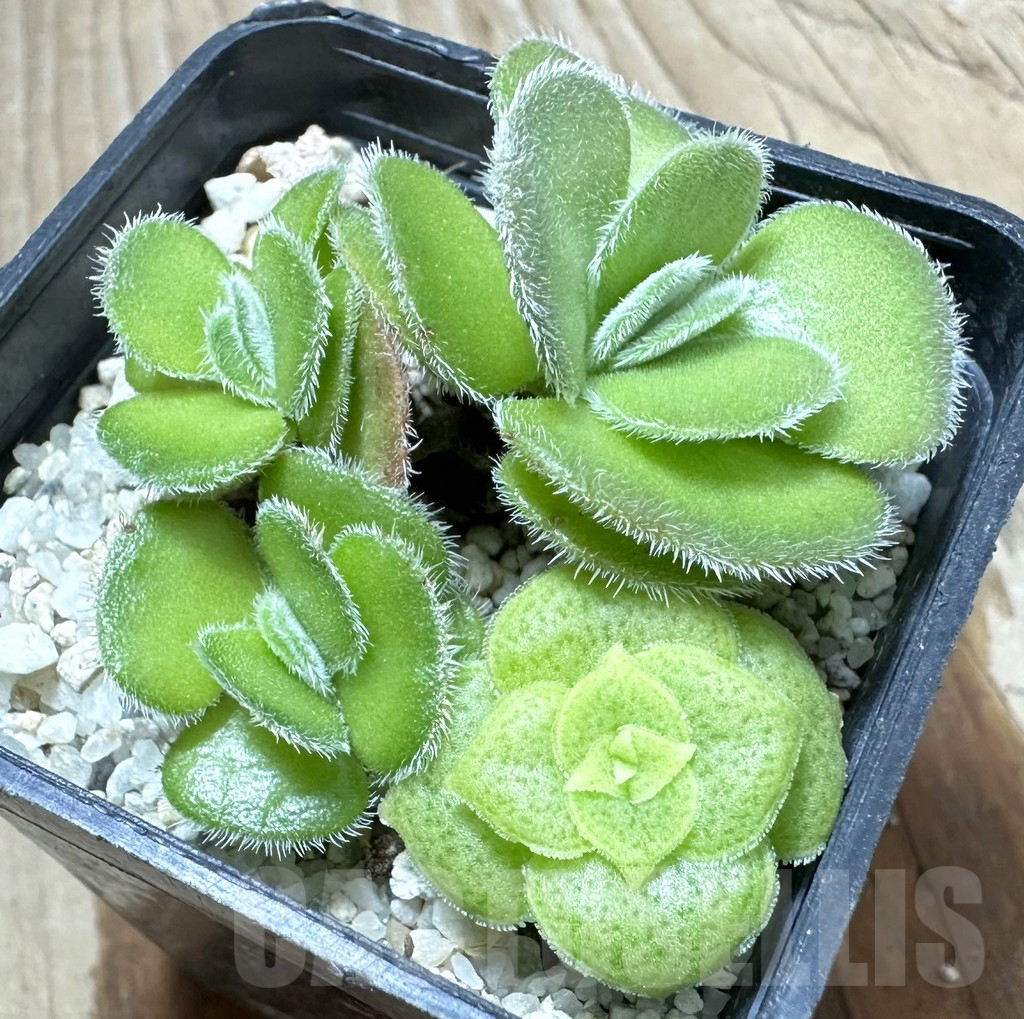 SHPR34574 Crassula tomentosa - immagine 2