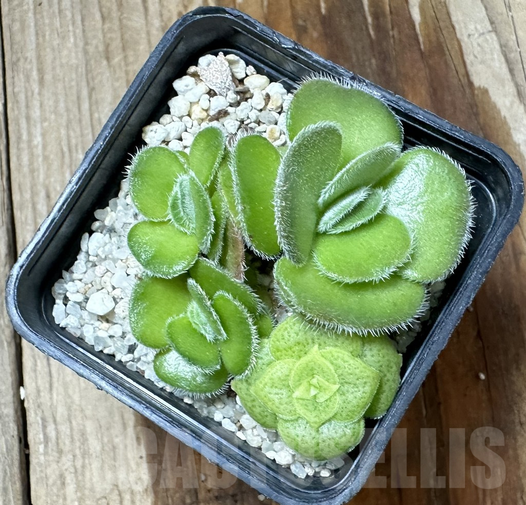 SHPR34574 Crassula tomentosa - immagine 3