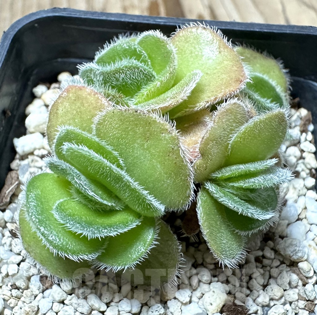 SHPR34575 Crassula tomentosa