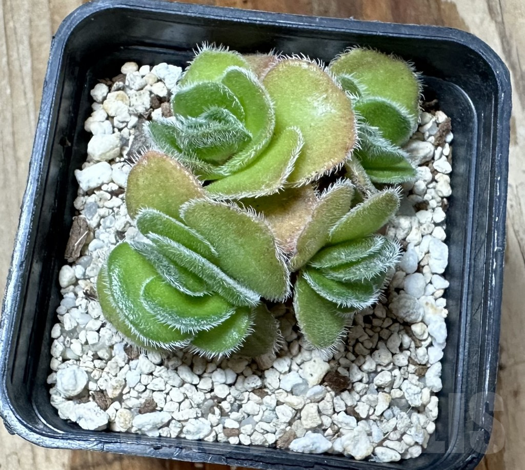 SHPR34575 Crassula tomentosa – Image 2