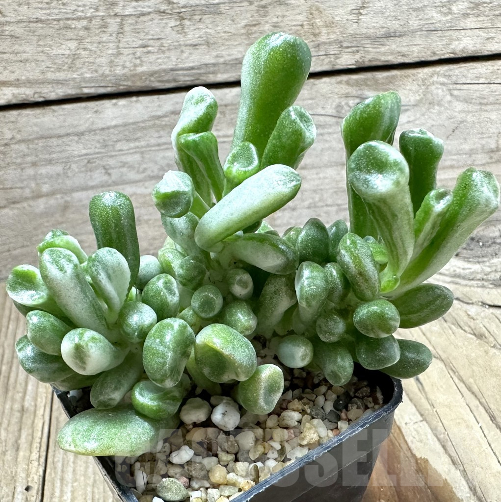 SHPR34576 Crassula ‘Hobbit’ f. variegata