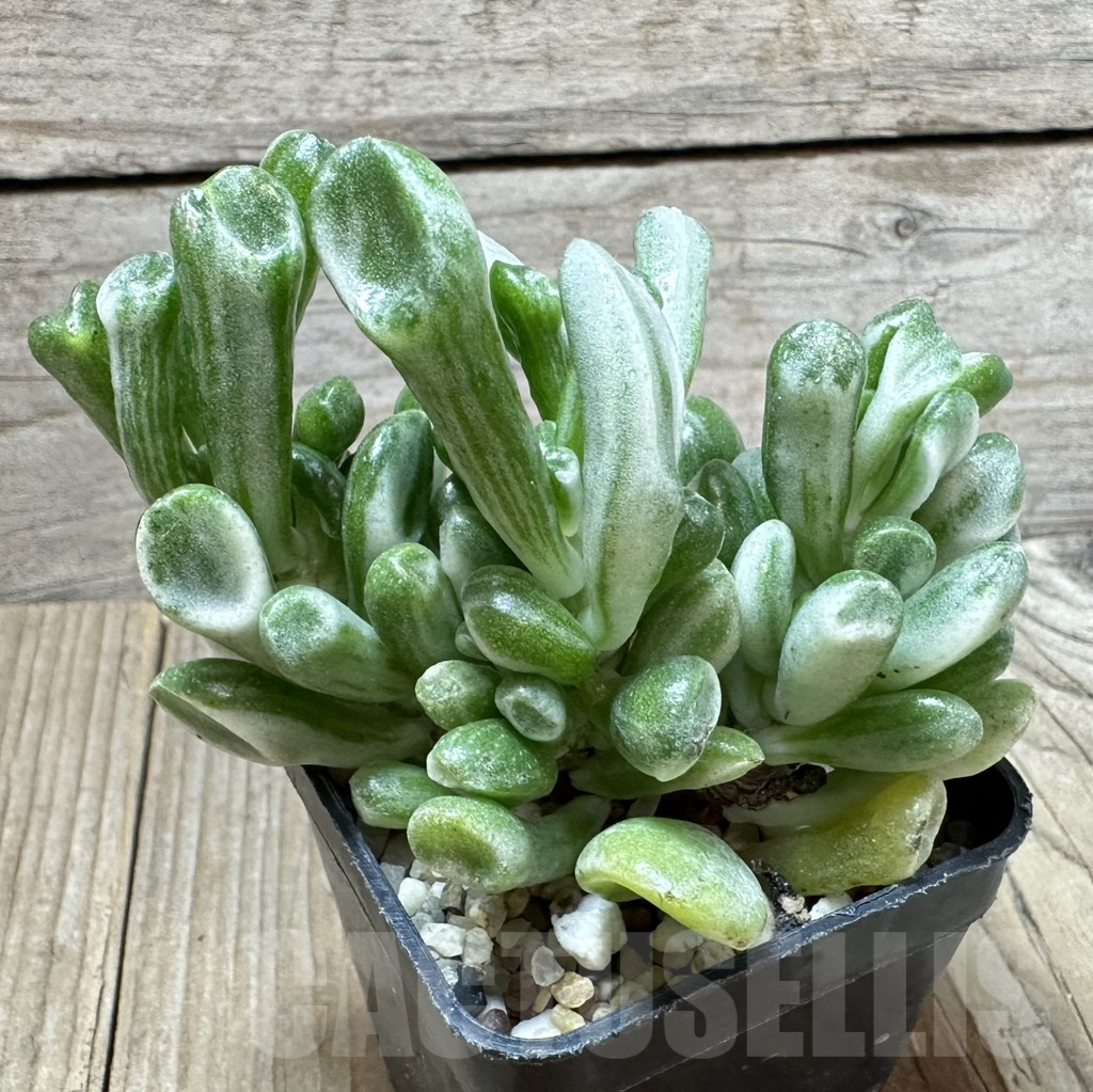 SHPR34576 Crassula ‘Hobbit’ f. variegata - Obrázek 2