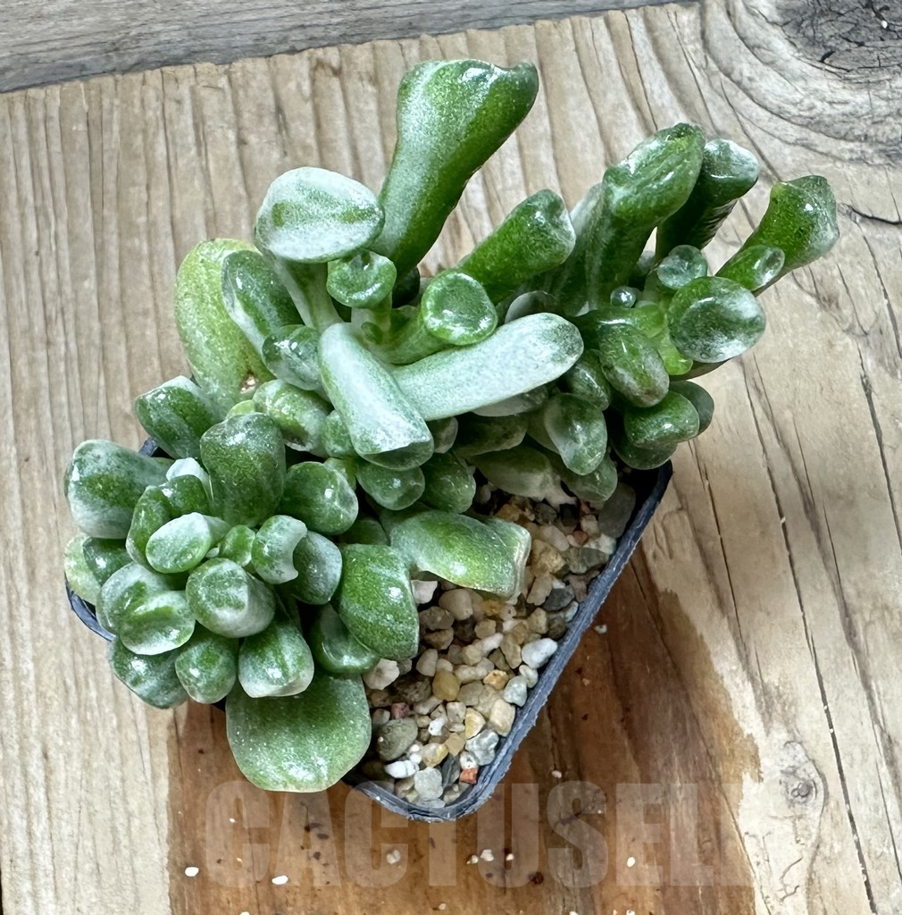 SHPR34576 Crassula ‘Hobbit’ f. variegata - Obrázek 3