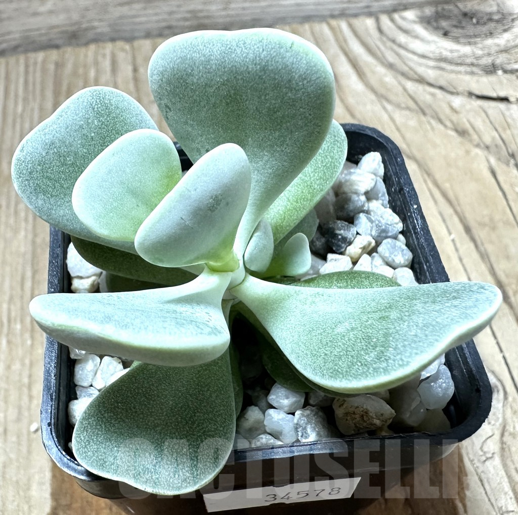 SHPR34578 Adromischus leucophyllus, seedling – Image 2