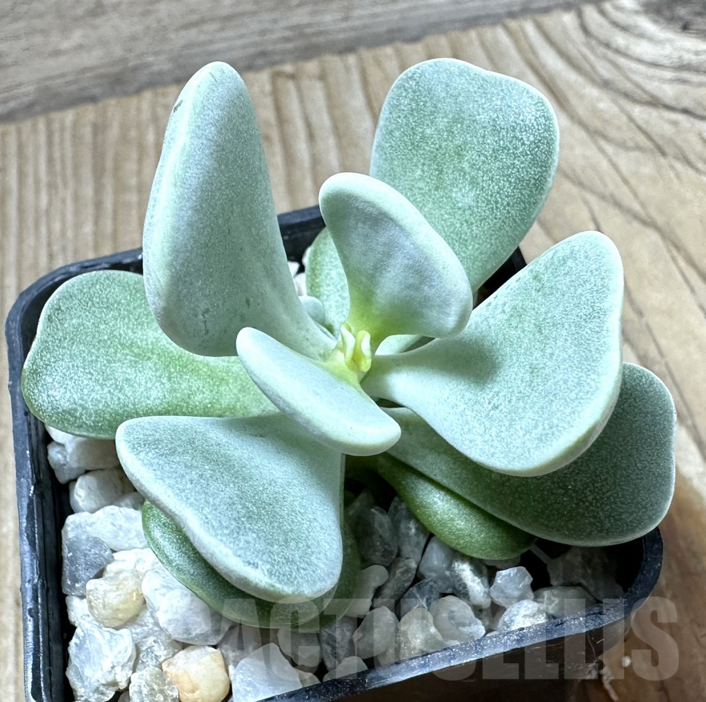 SHPR34578 Adromischus leucophyllus, seedling