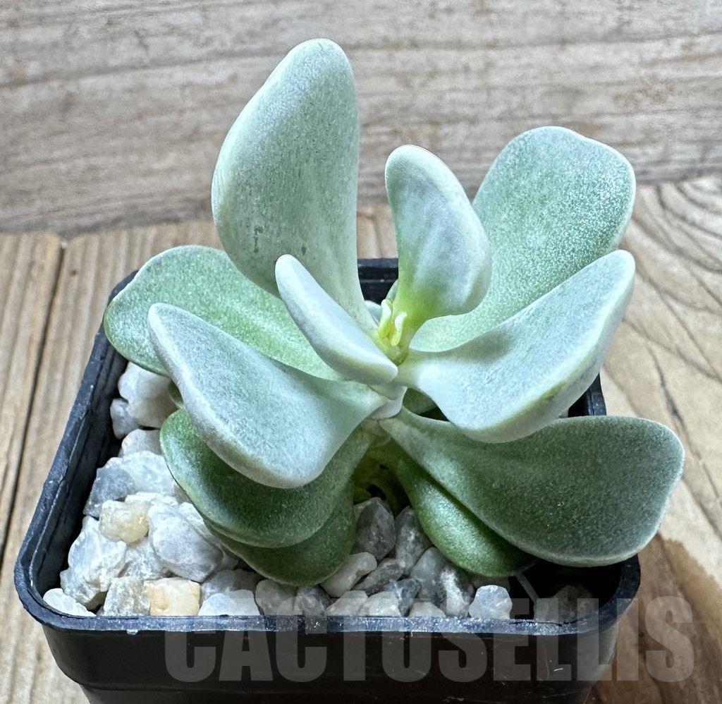 SHPR34578 Adromischus leucophyllus, seedling – Image 3