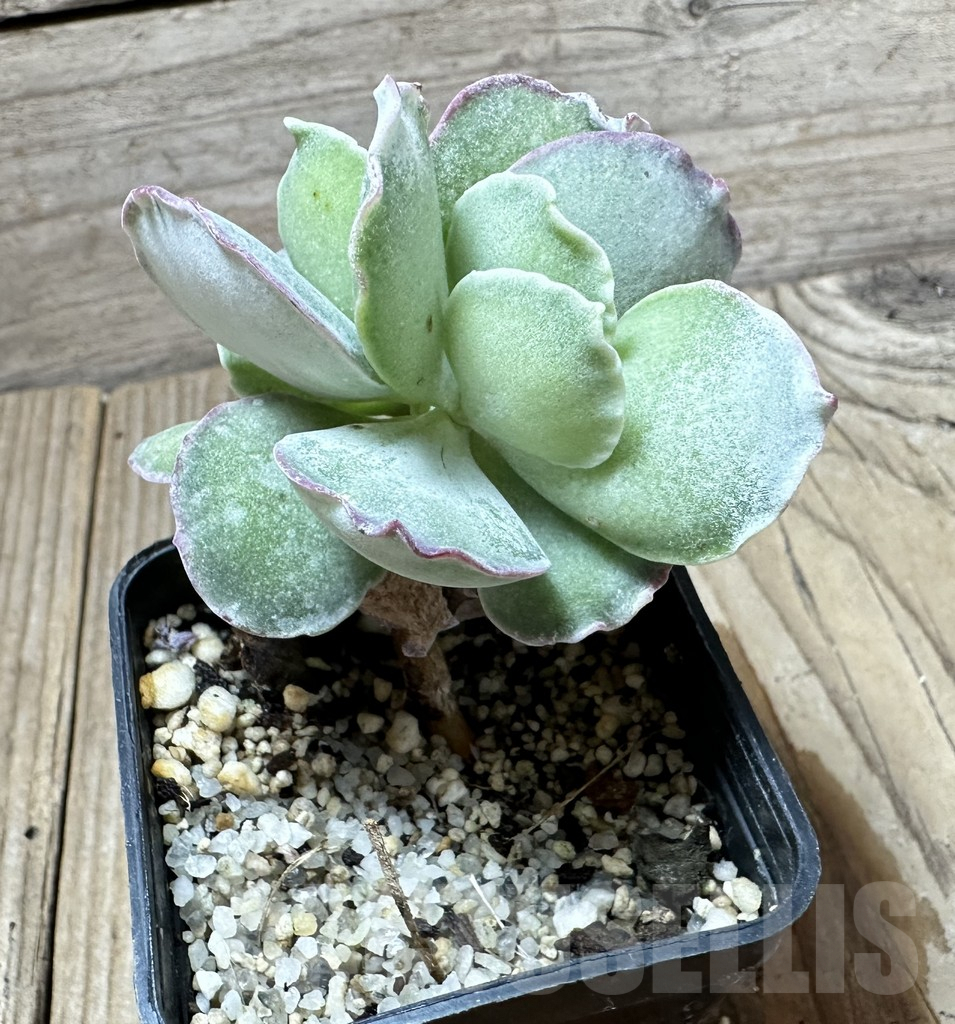 SHPR34579 Cotyledon undulata, seedling - Image 2
