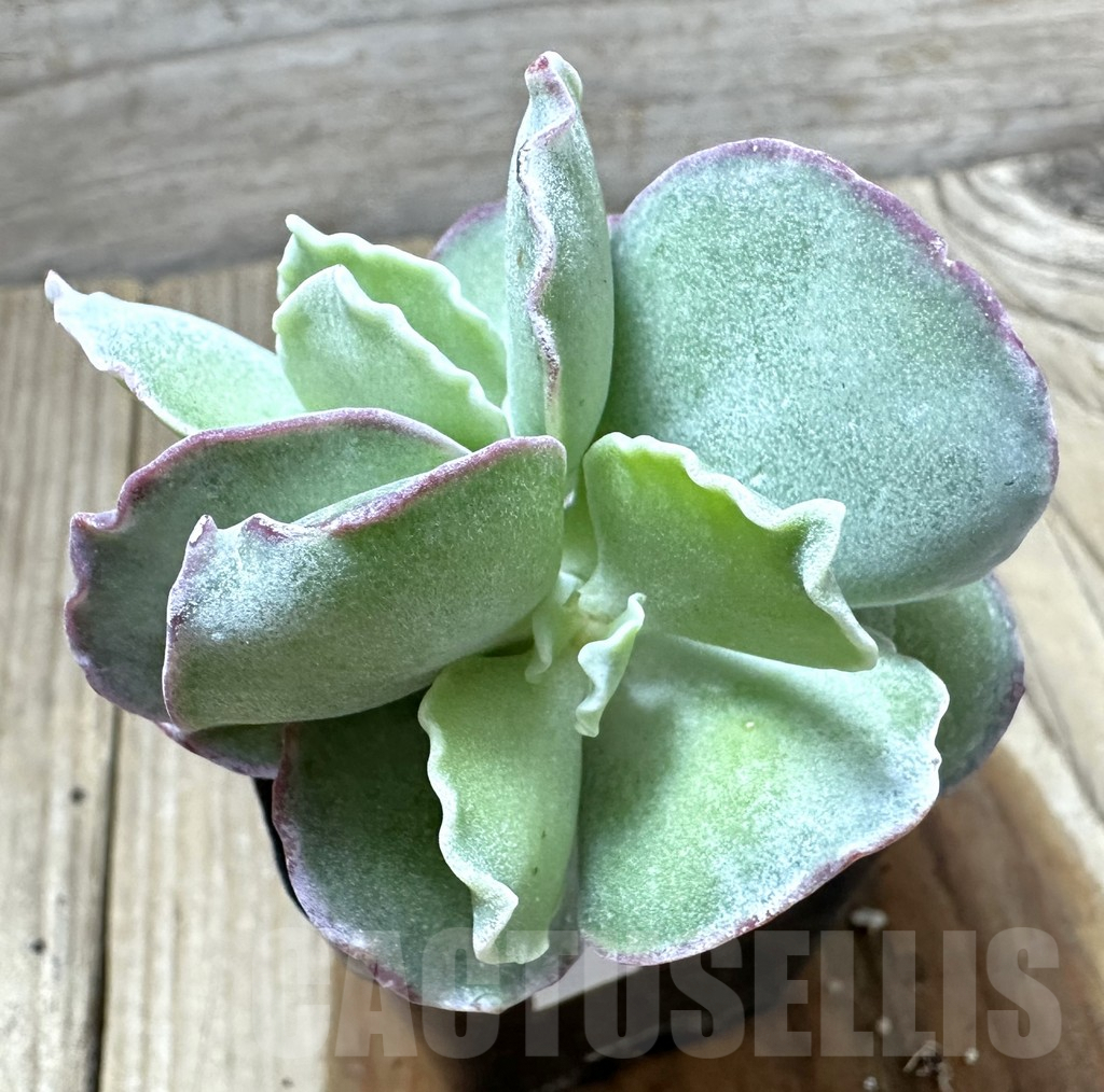 SHPR34579 Cotyledon undulata, seedling