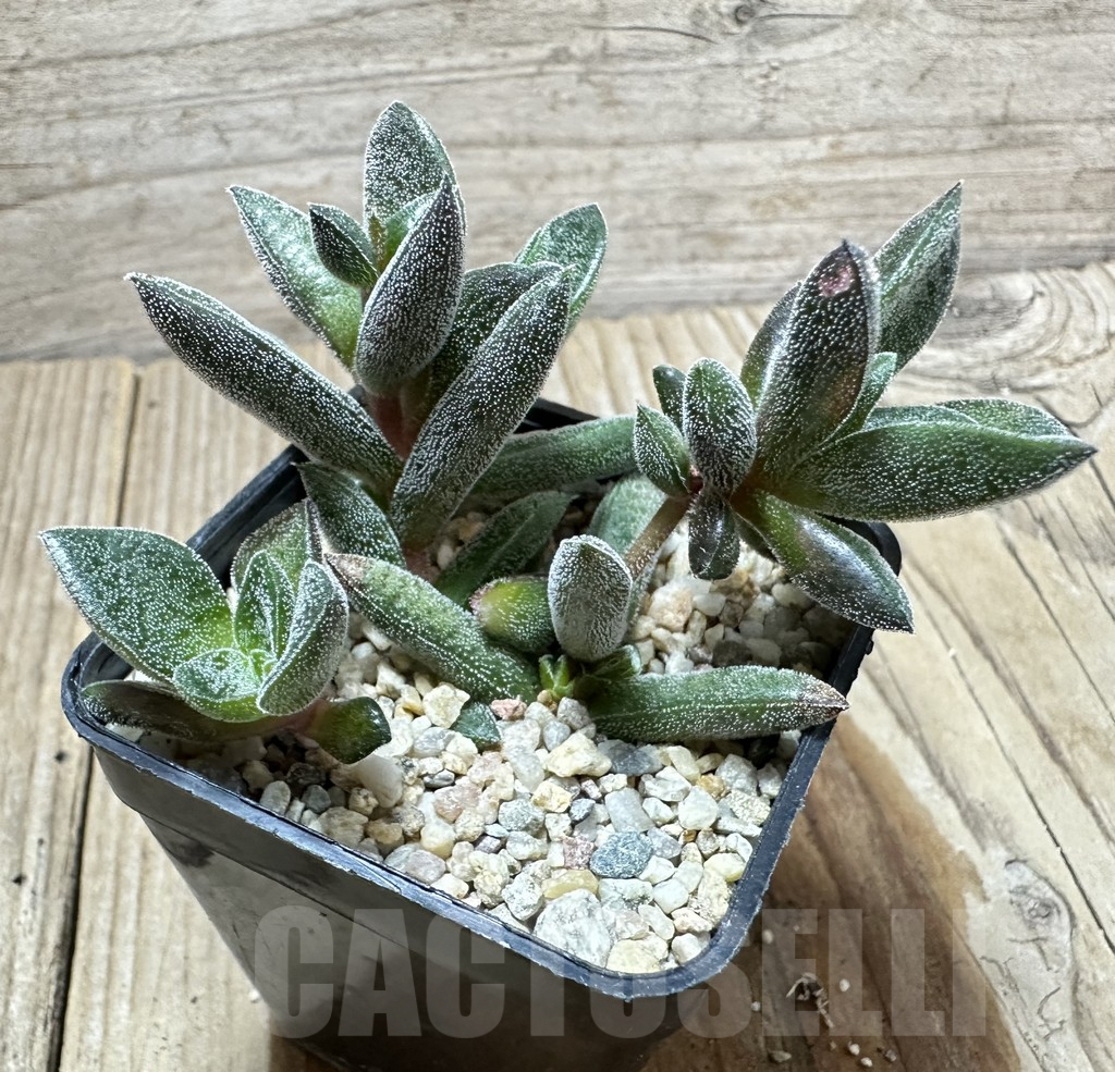 SHPR34581 Crassula justi-corderoyi hybrid - Image 2