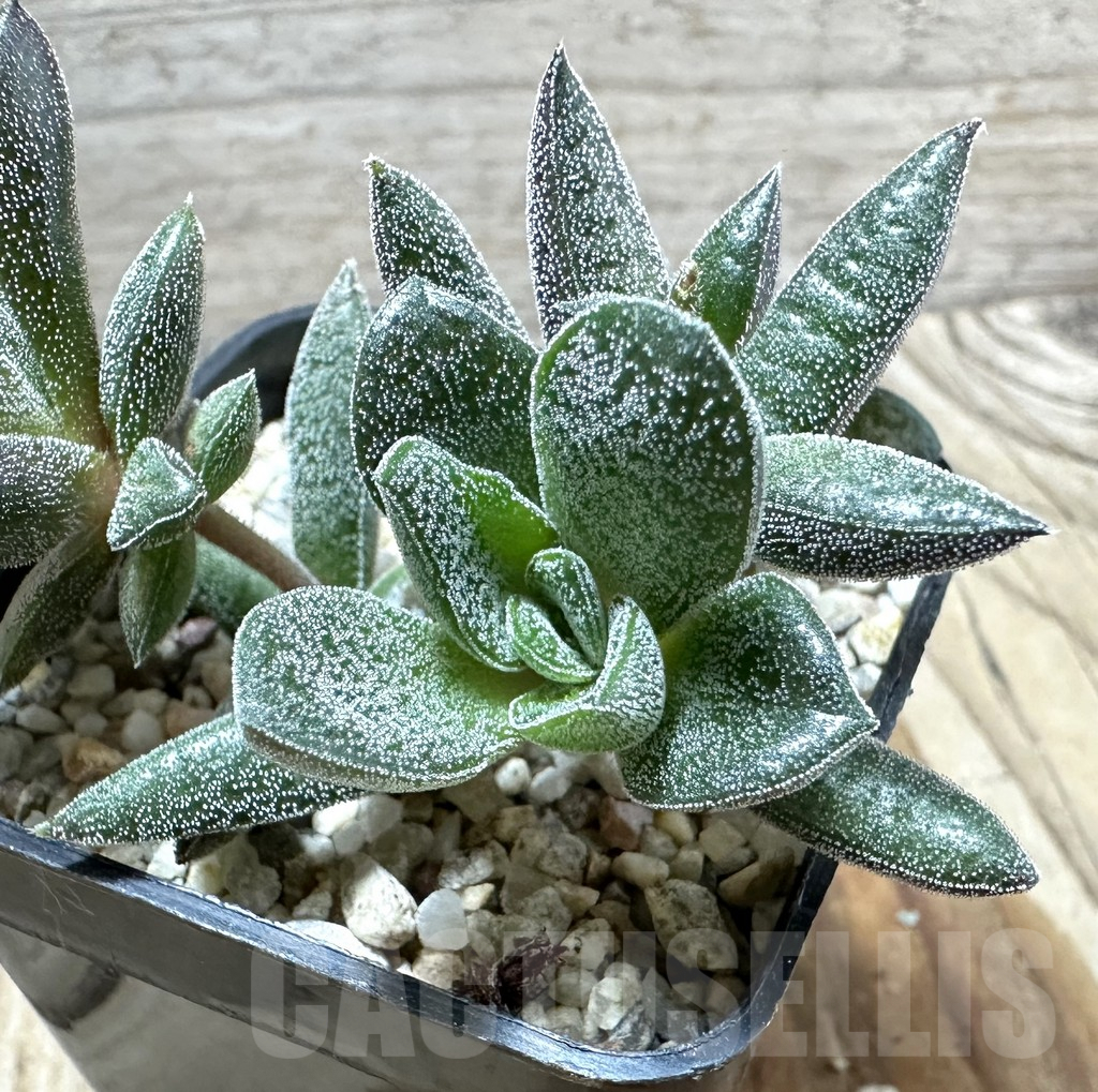 SHPR34581 Crassula justi-corderoyi hybrid