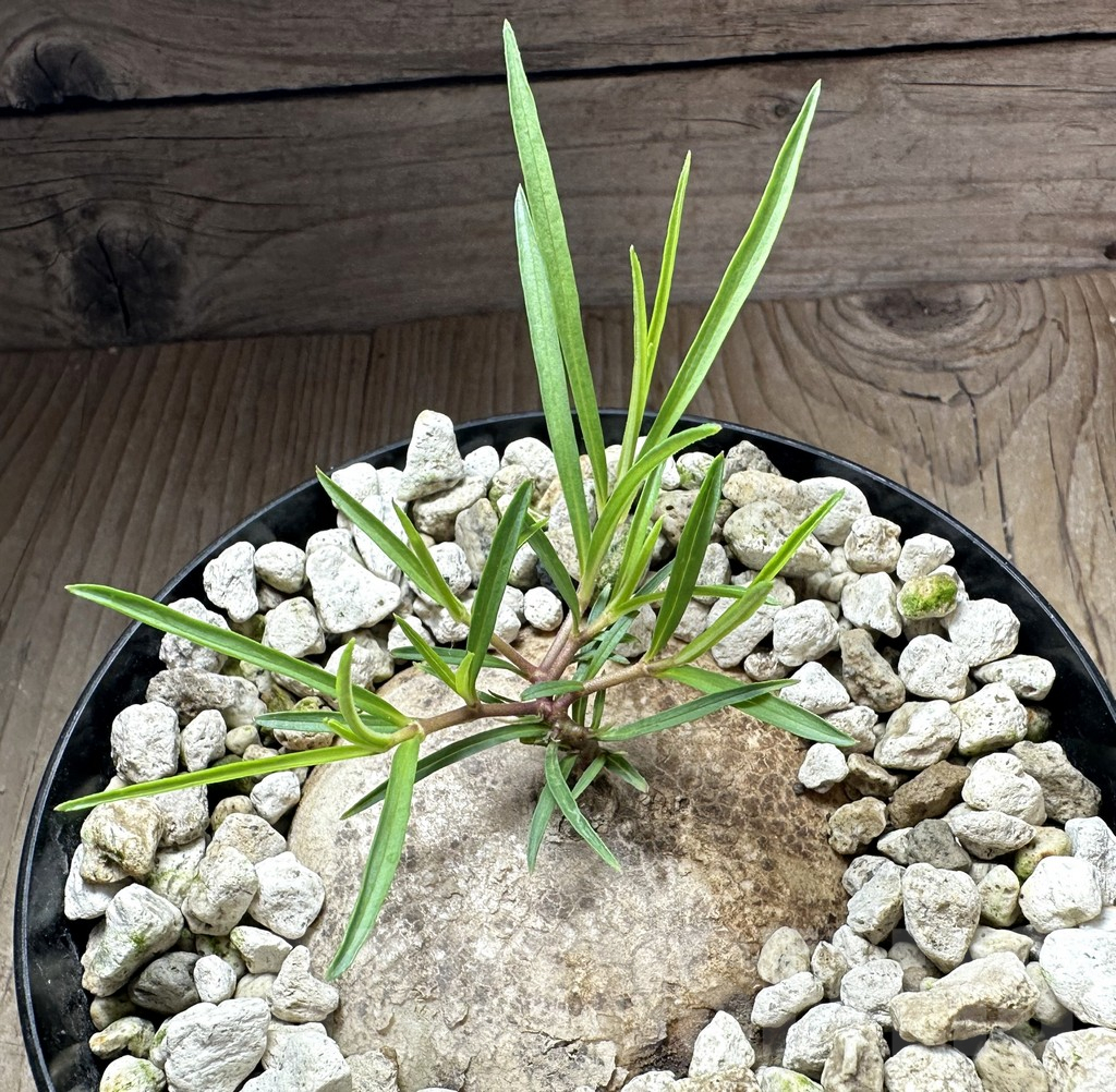 SHPR34567 Brachystelma plocamoides ES 22872 - Image 3