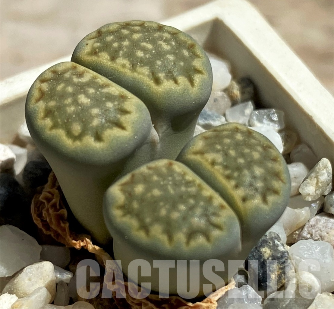 LOT743 20 SEEDS Lithops hallii 'Green Soapstone' 2024 – Image 2