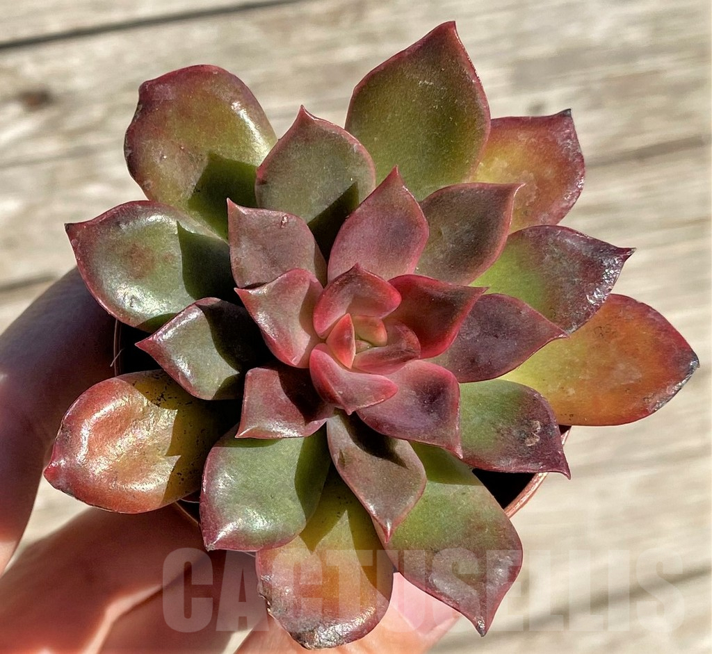SHPR34875 Echeveria 'Mina'