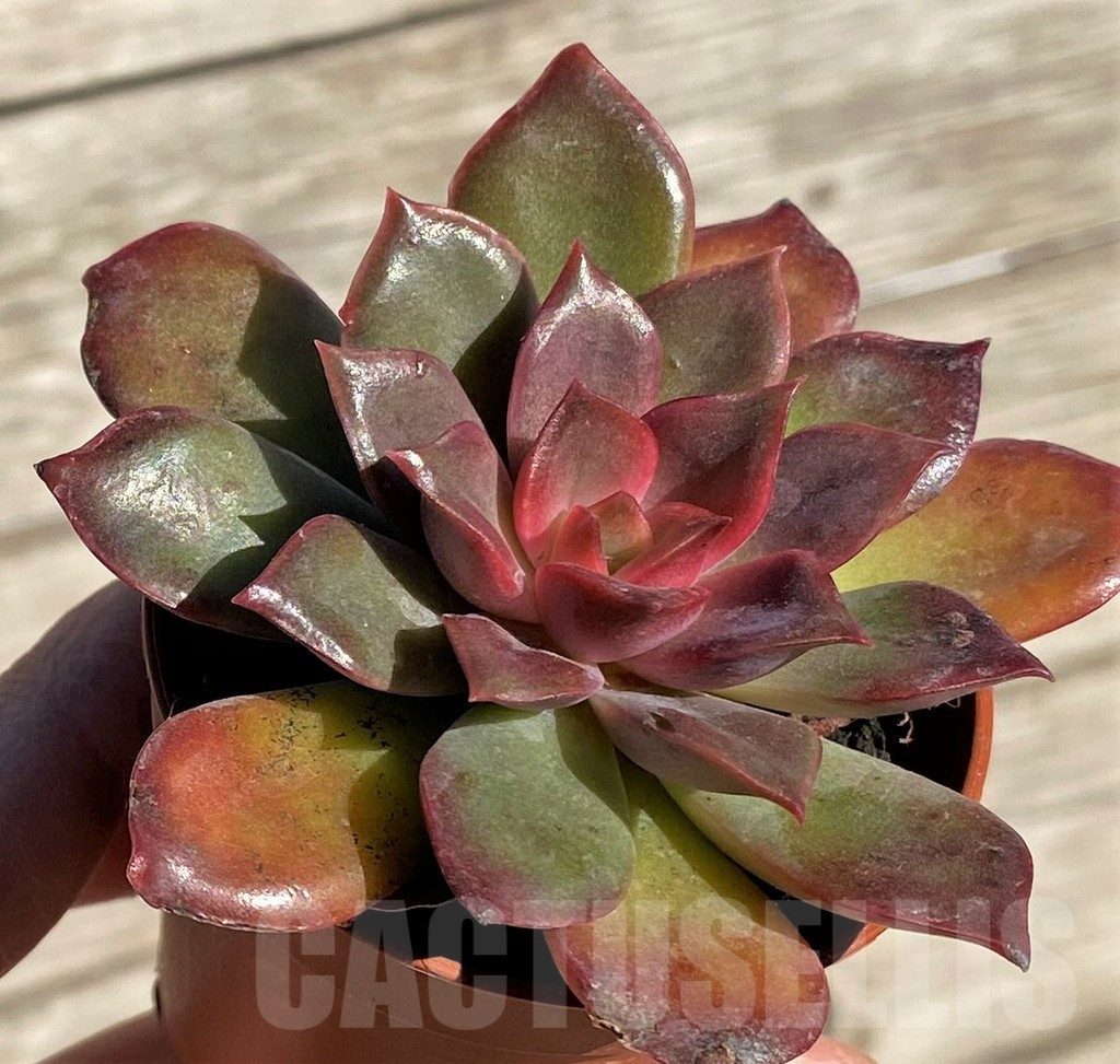 SHPR34875 Echeveria 'Mina' - Obrázek 2