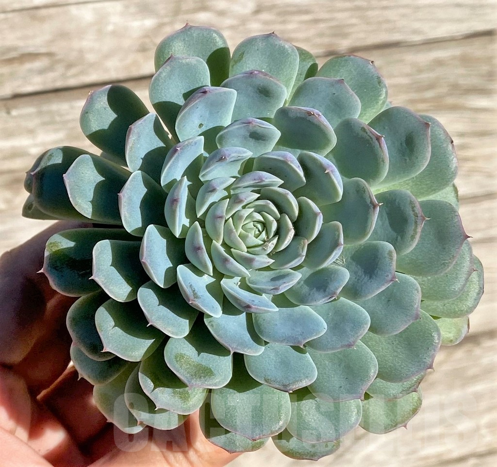 SHPR34878 Echeveria hybrid