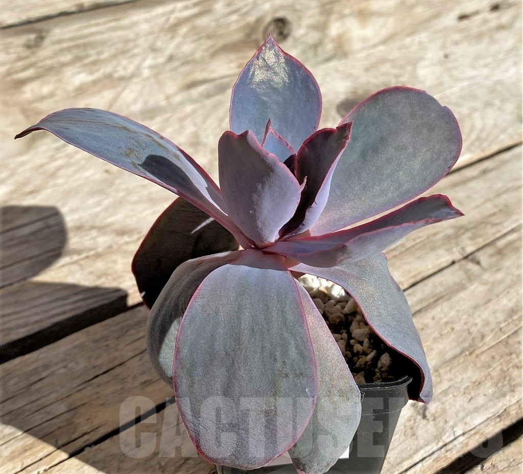 SHPR34881 Echeveria ‘Afterglow’ - Image 3