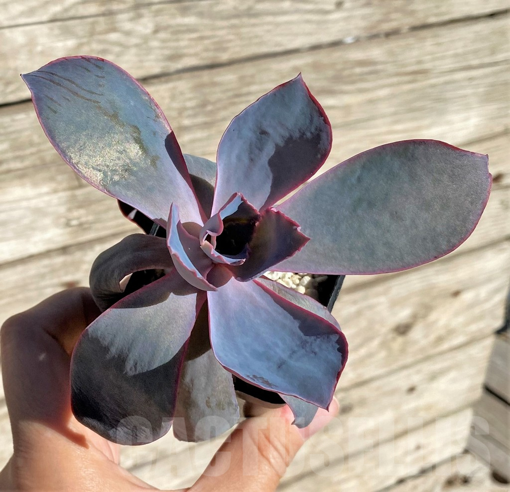 SHPR34881 Echeveria ‘Afterglow’ - Image 2