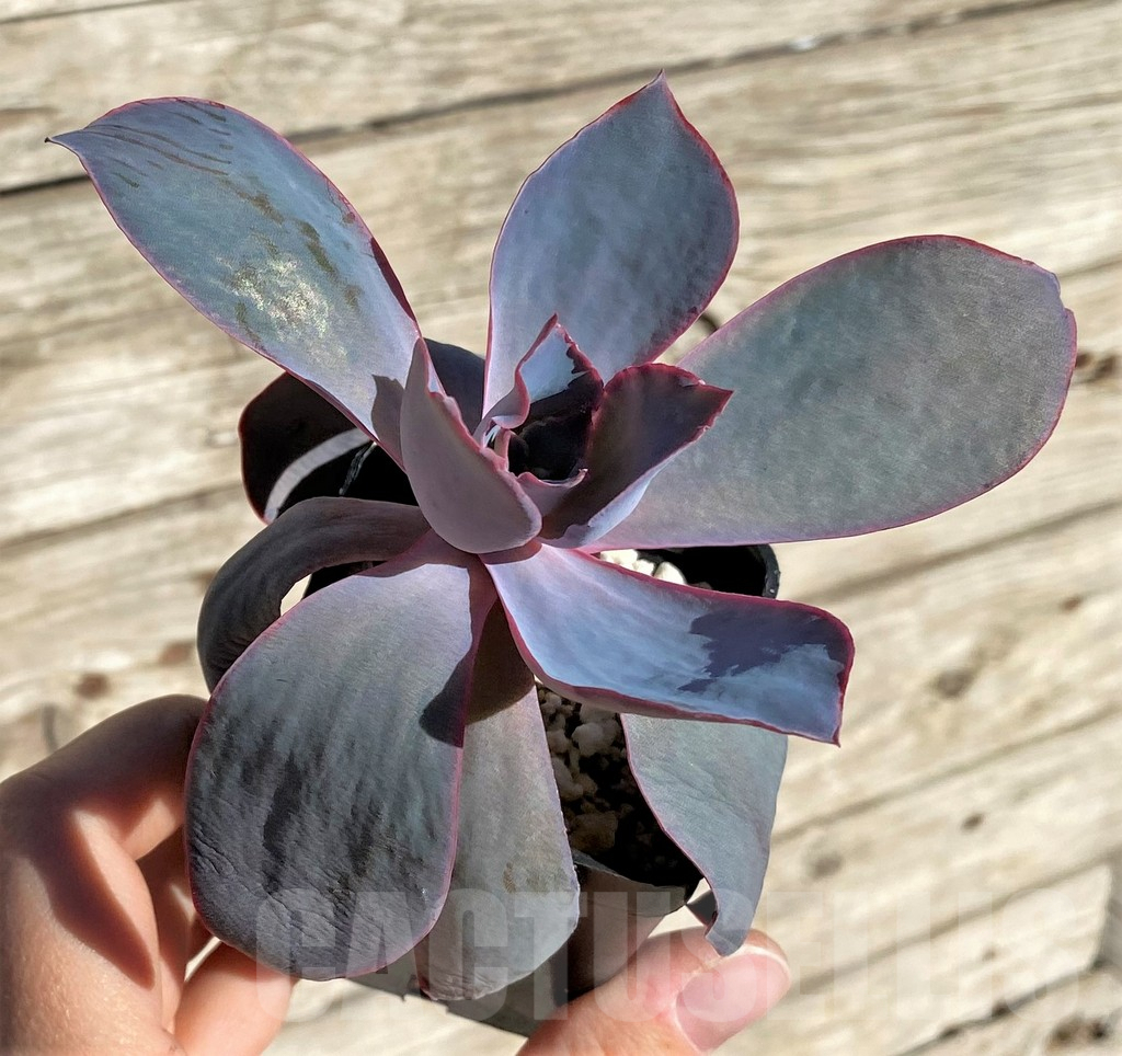 SHPR34881 Echeveria ‘Afterglow’