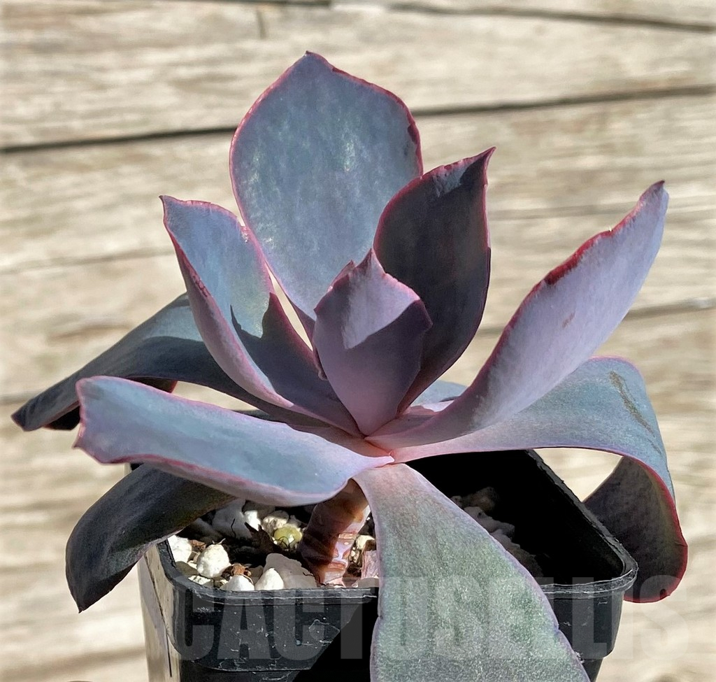 SHPR34882 Echeveria ‘Afterglow’