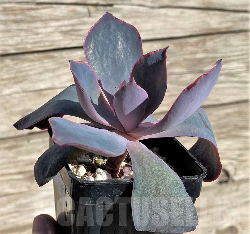 SHPR34882 Echeveria ‘Afterglow’ - immagine 2