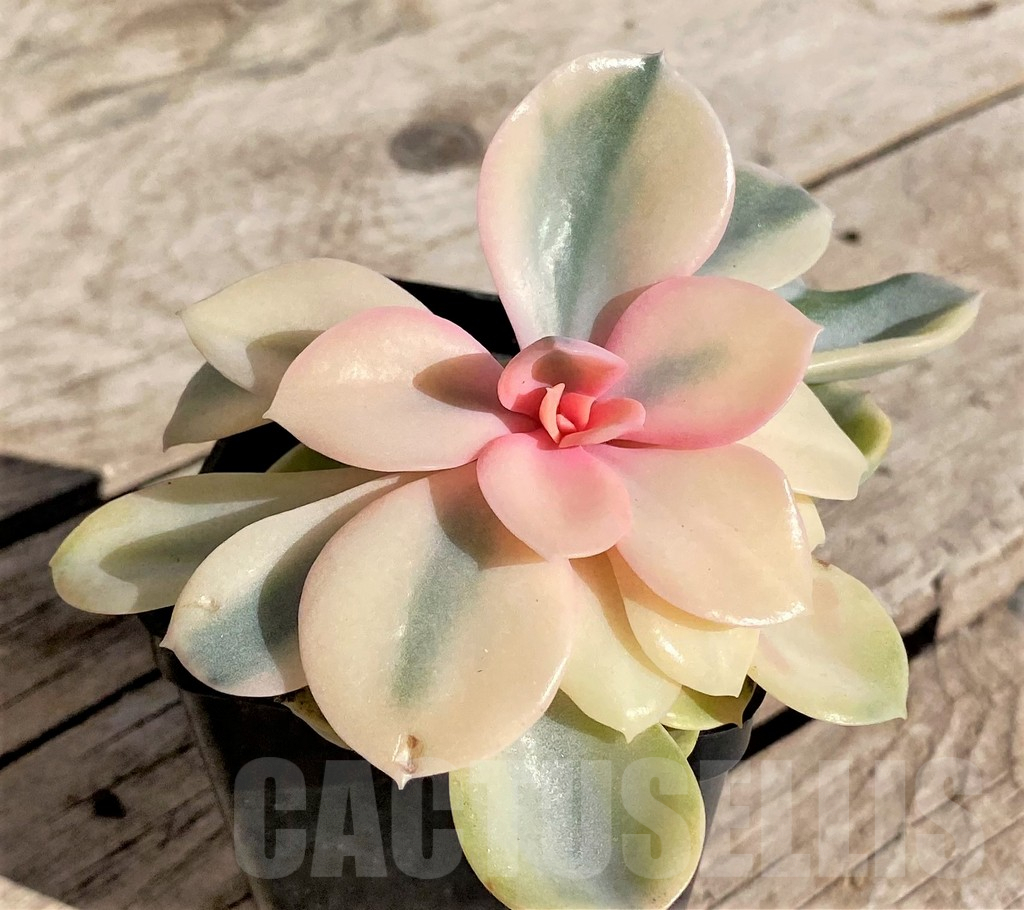SHPR34883 Echeveria 'Rainbow'