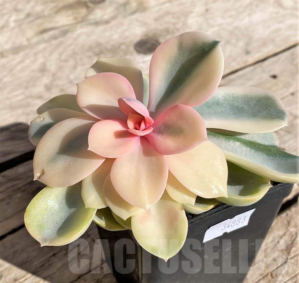 SHPR34883 Echeveria 'Rainbow' - immagine 2