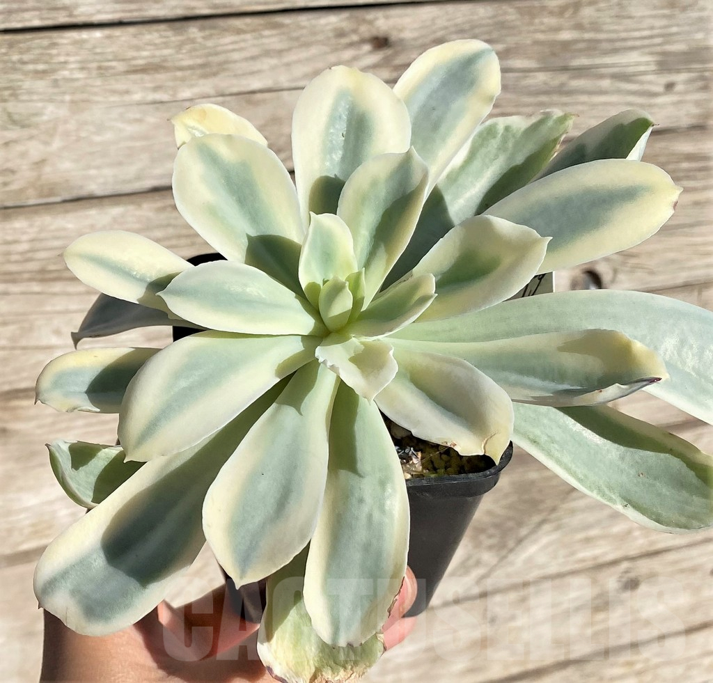SHPR34884 Echeveria 'Moon River' f. variegata - immagine 2
