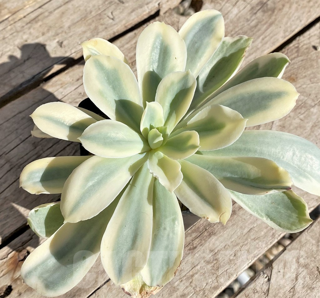 SHPR34884 Echeveria 'Moon River' f. variegata - immagine 3