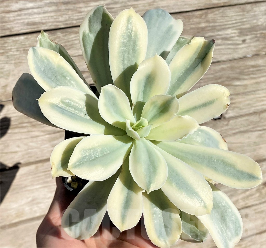 SHPR34884 Echeveria 'Moon River' f. variegata