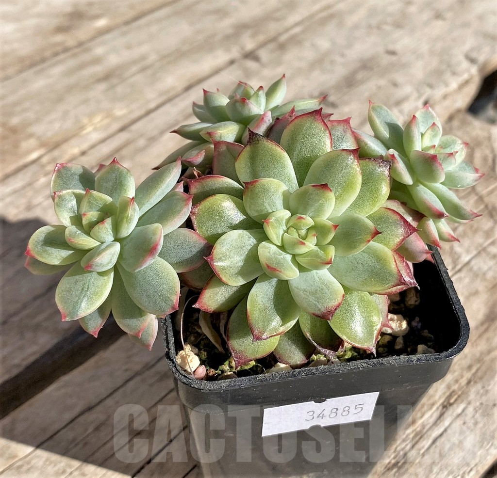SHPR34885 Echeveria 'Mebina' f. variegata, yellow - immagine 2