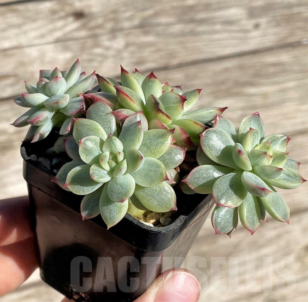 SHPR34885 Echeveria 'Mebina' f. variegata, yellow - immagine 3
