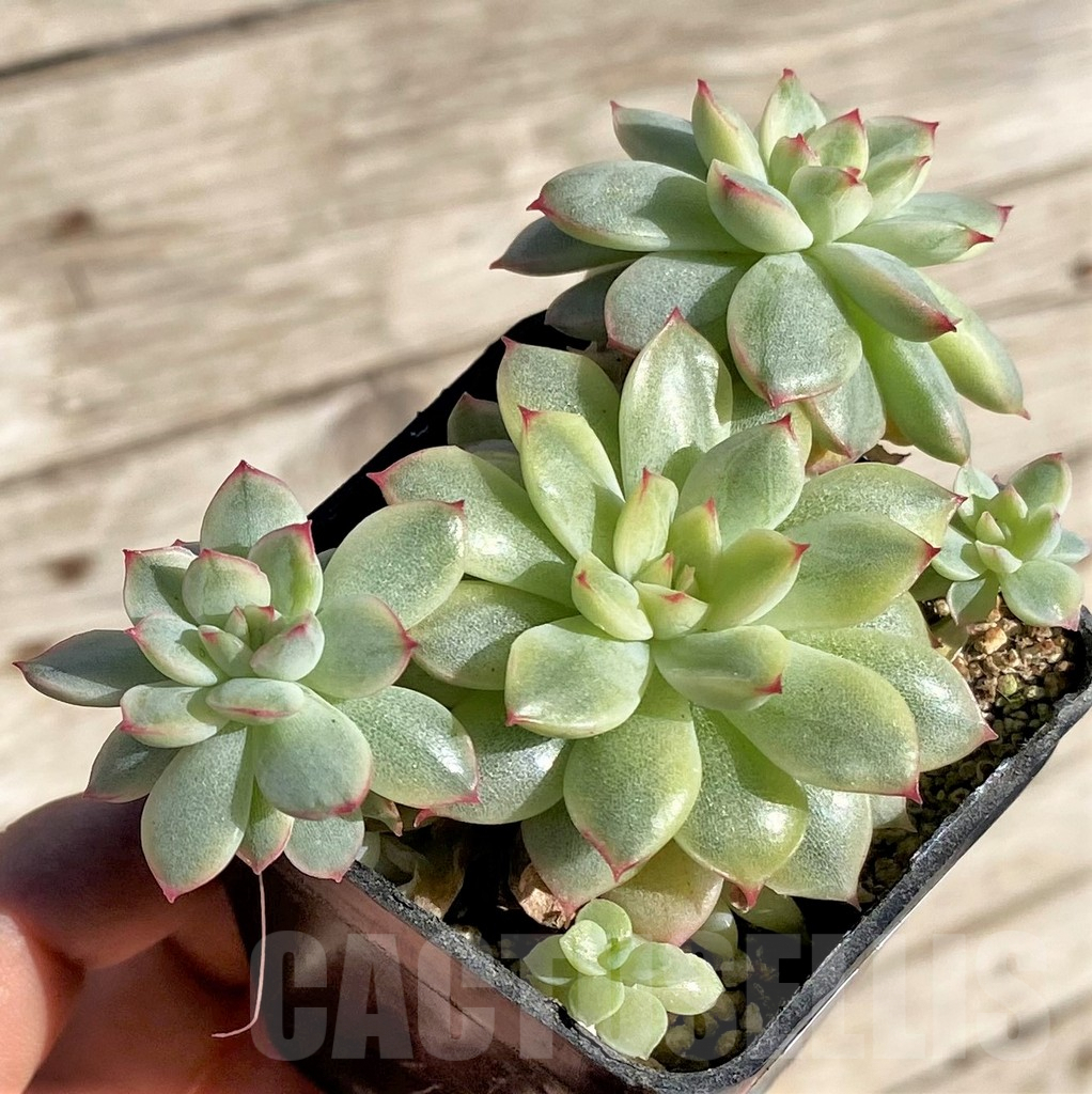 SHPR34886 Echeveria 'Mebina' f. variegata, yellow
