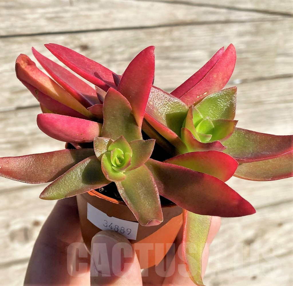 SHPR34889 Crassula capitella 'Campfire' - Image 2