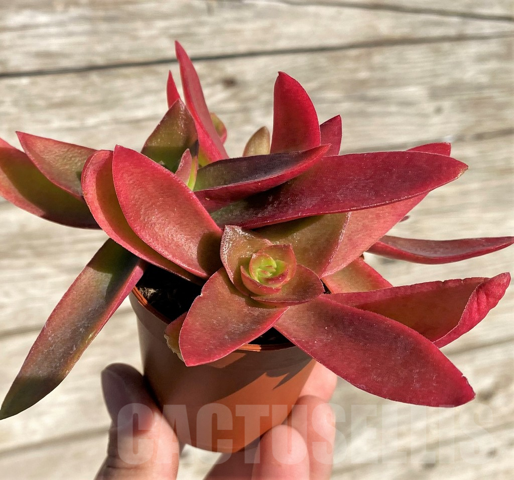SHPR34889 Crassula capitella 'Campfire'