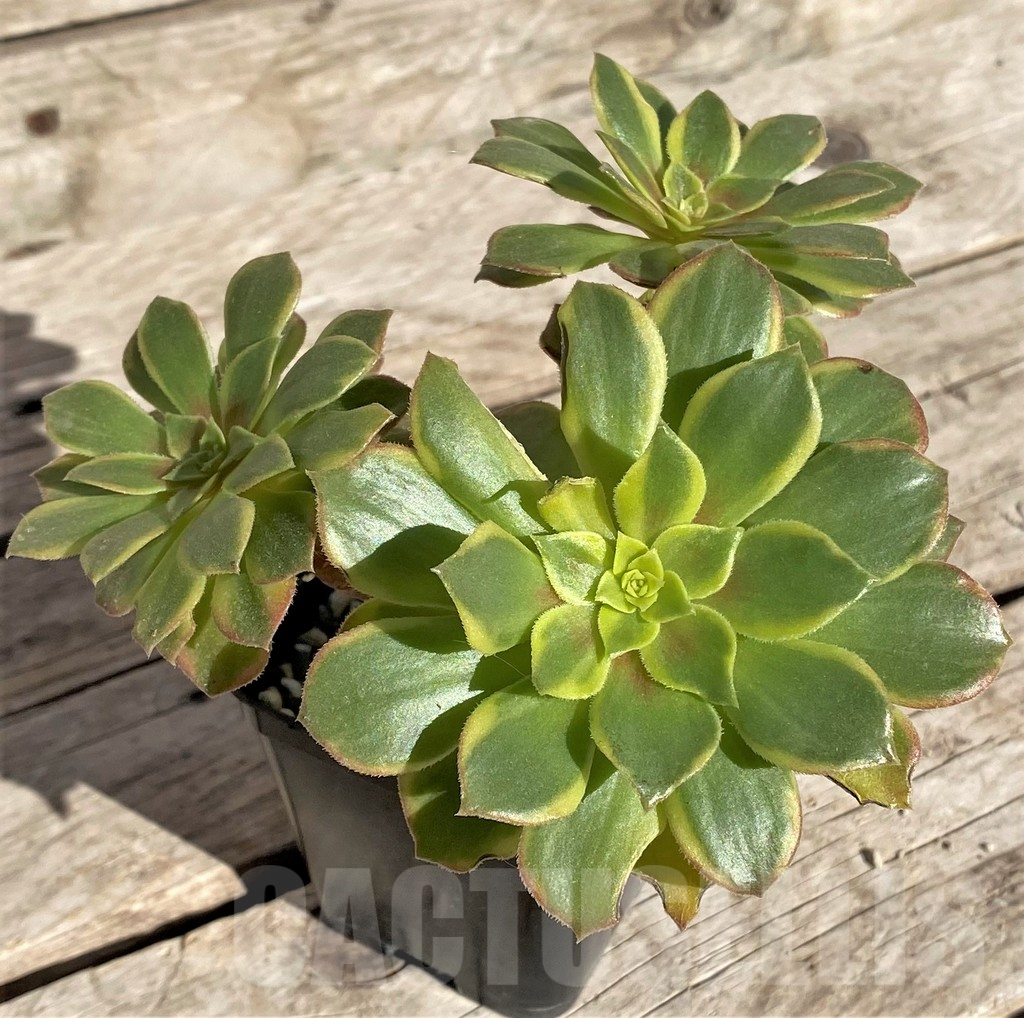 SHPR34890 Aeonium ‘Halloween’ f. variegata, yellow color - Image 2