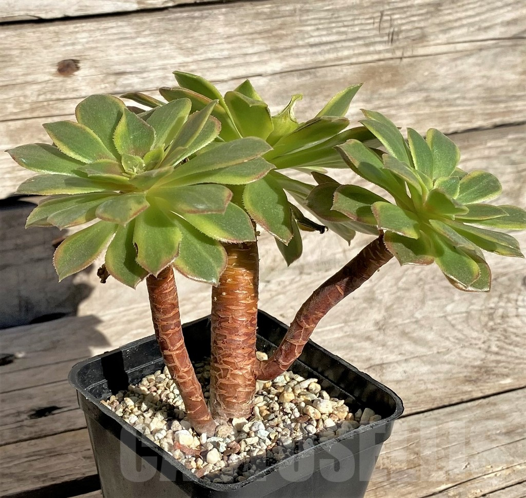 SHPR34890 Aeonium ‘Halloween’ f. variegata, yellow color - Image 3