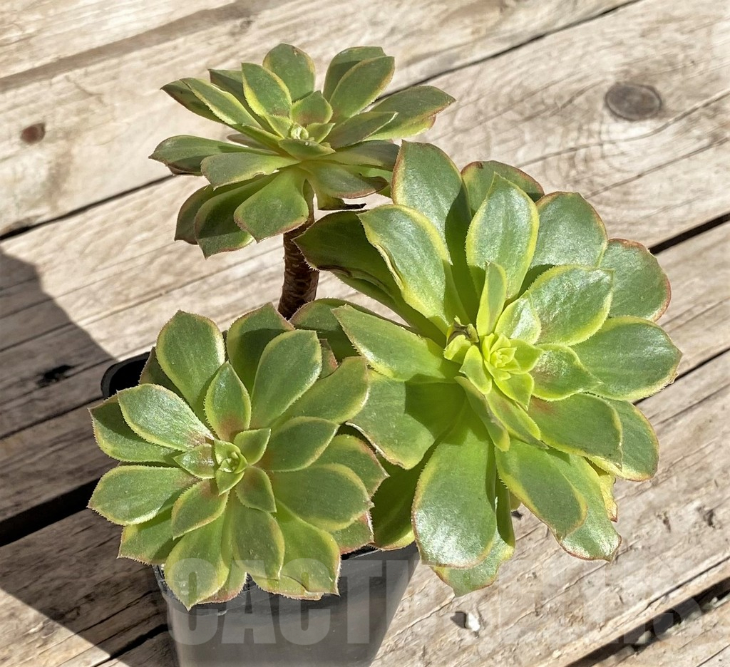 SHPR34890 Aeonium ‘Halloween’ f. variegata, yellow color