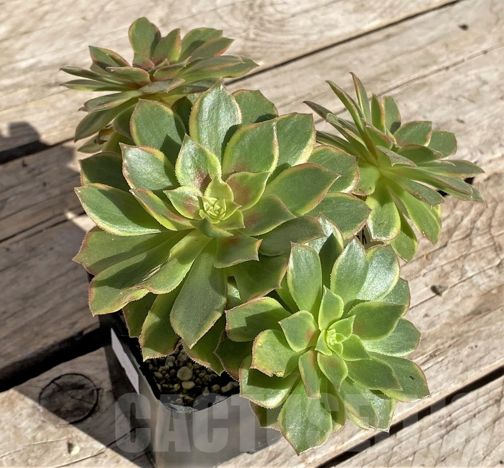 SHPR34891 Aeonium ‘Halloween’ f. variegata, yellow color