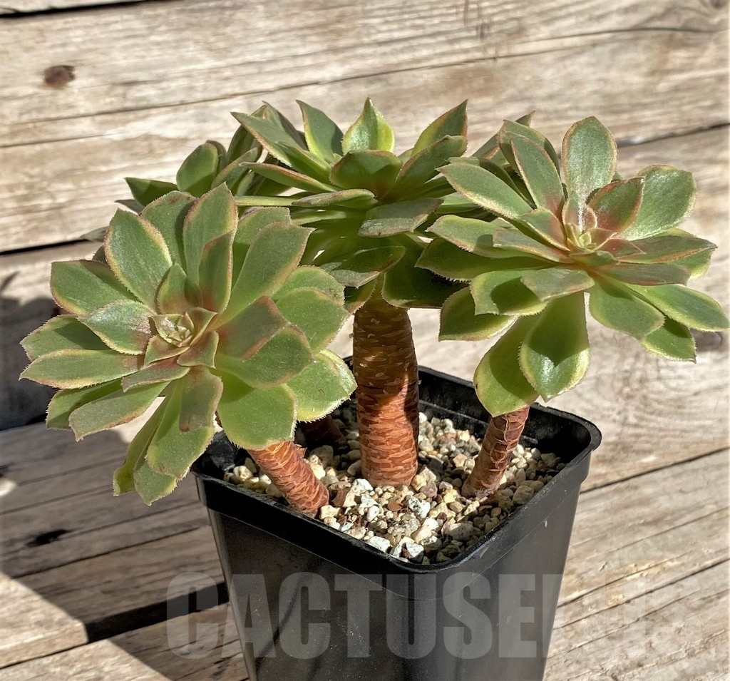 SHPR34891 Aeonium ‘Halloween’ f. variegata, yellow color - Image 2