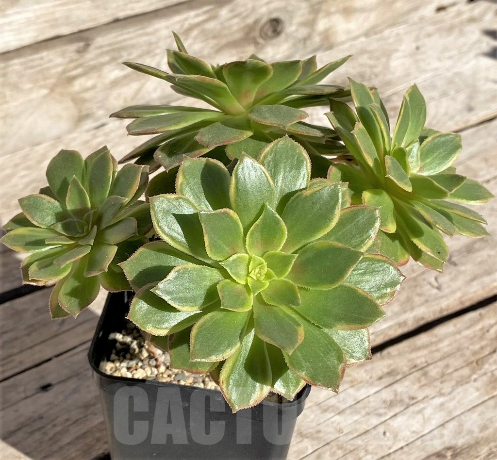SHPR34892 Aeonium ‘Halloween’ f. variegata, yellow color