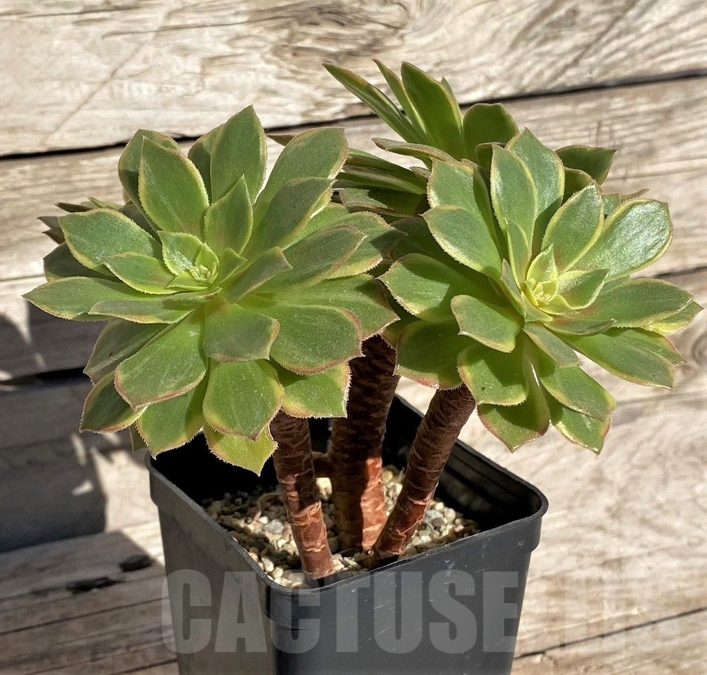 SHPR34892 Aeonium ‘Halloween’ f. variegata, yellow color - Image 2