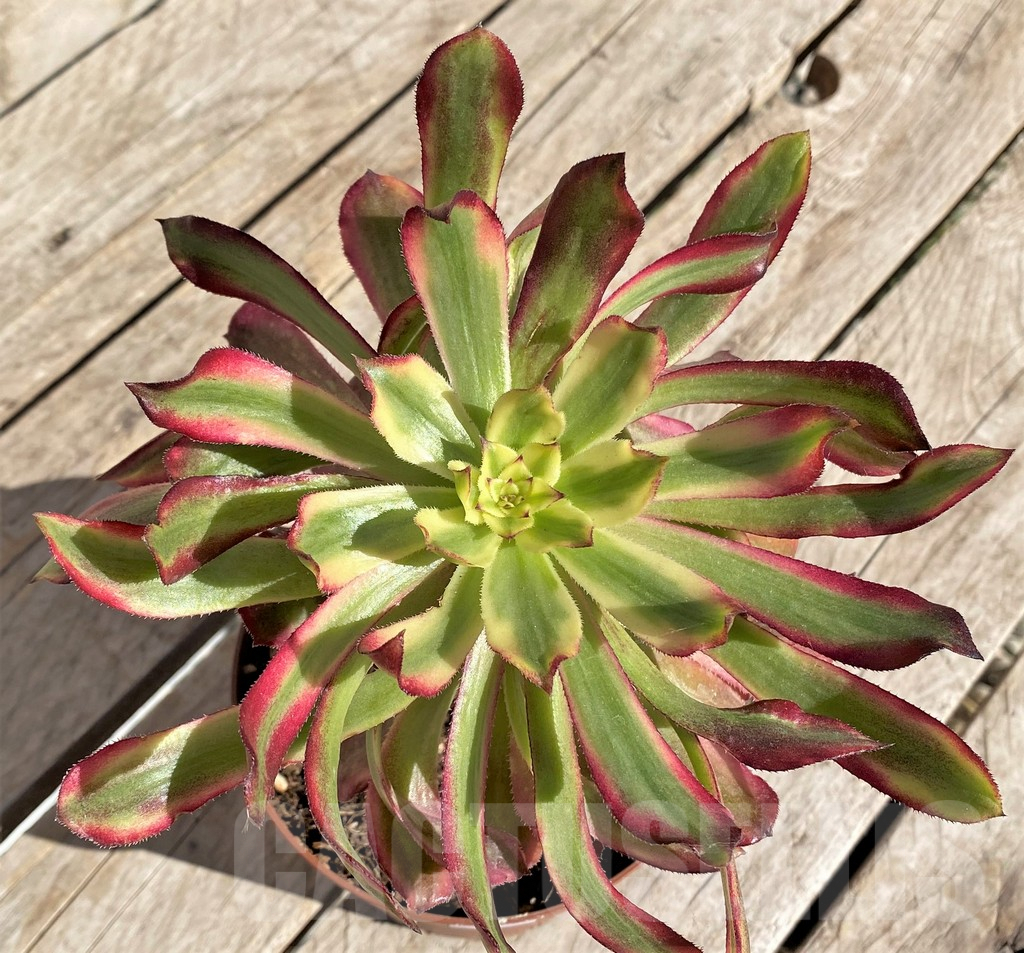 SHPR34894 Aeonium 'Mardi Gras'