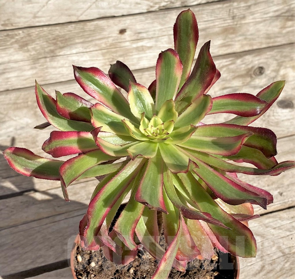 SHPR34894 Aeonium 'Mardi Gras' – Bild 2