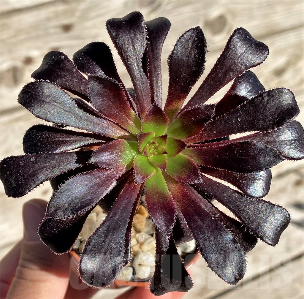 SHPR34895 Aeonium 'Schwarzkopf'