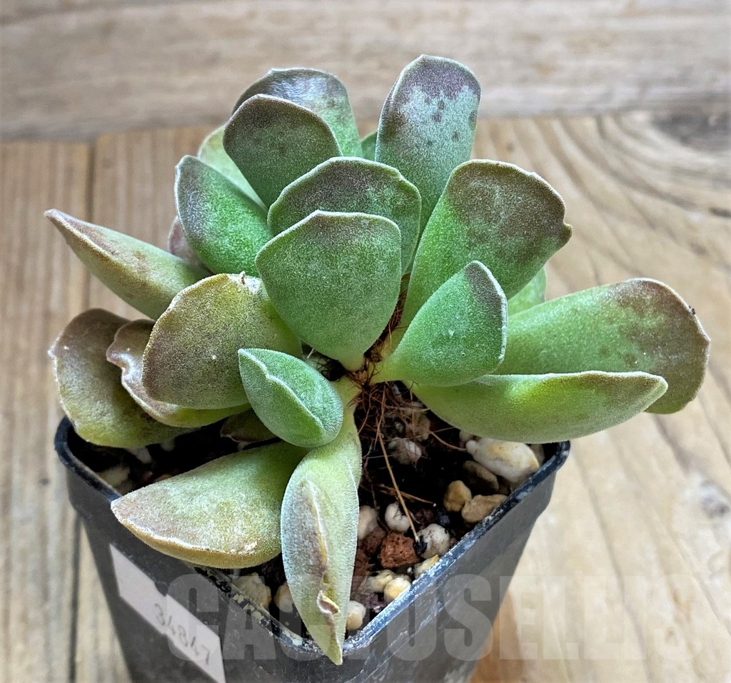 SHPR34847 Adromischus cooperi x cristatus - Image 2