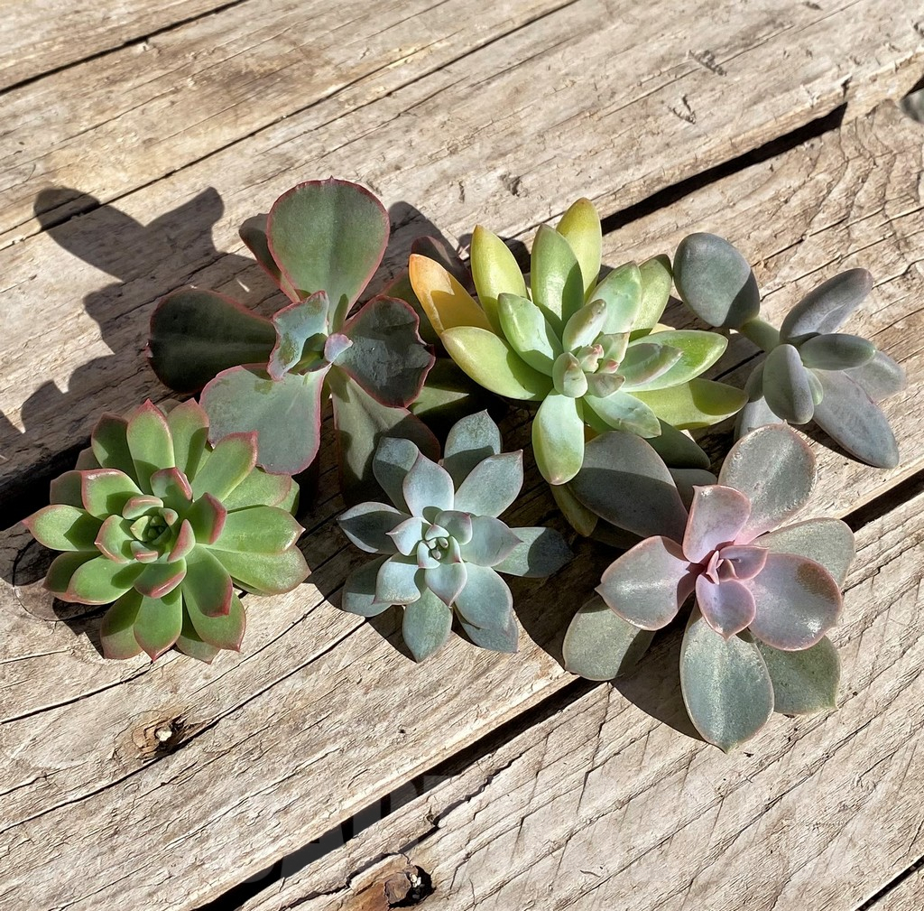 SHPR34899 Succulents mix, cuted