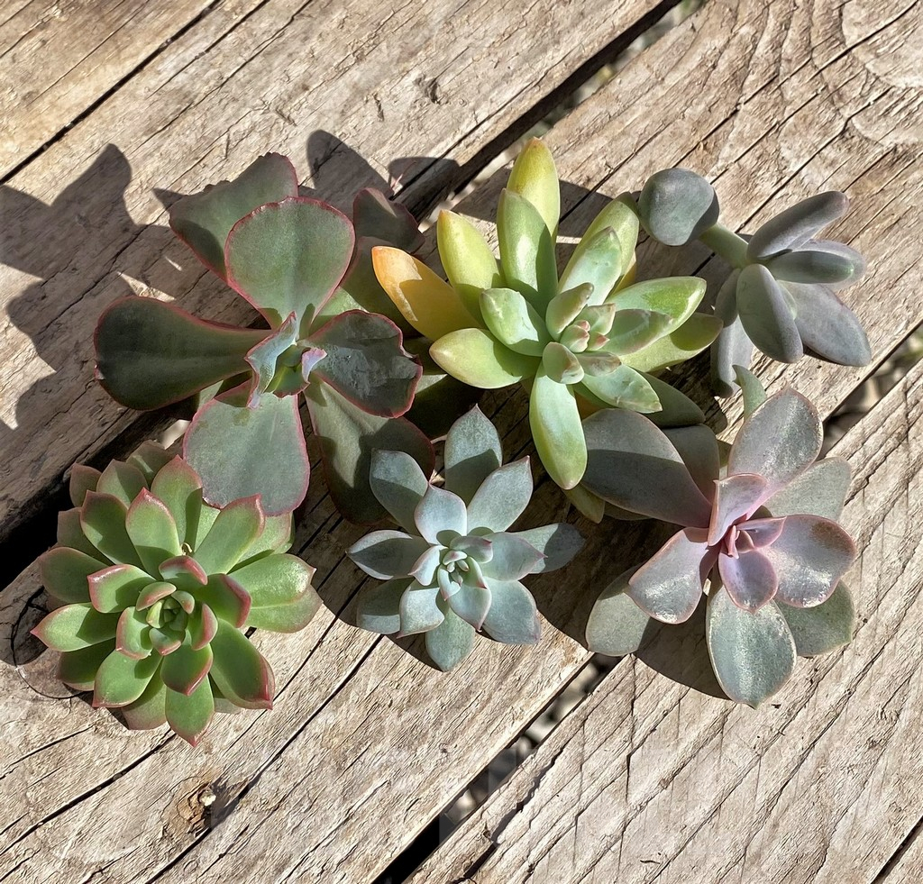 SHPR34899 Succulents mix, cuted – Bild 2